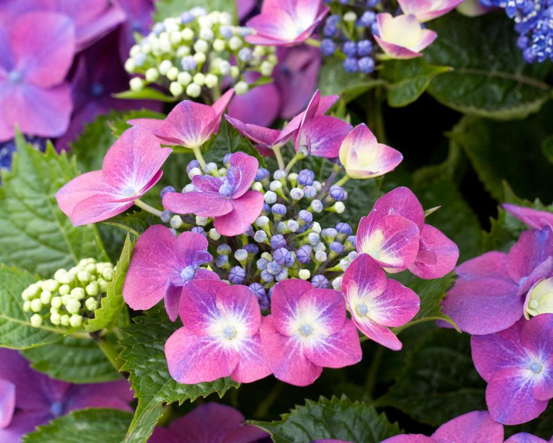 Hydrangeas at Risk: RHS May Move Them North Due to Hotter Summers