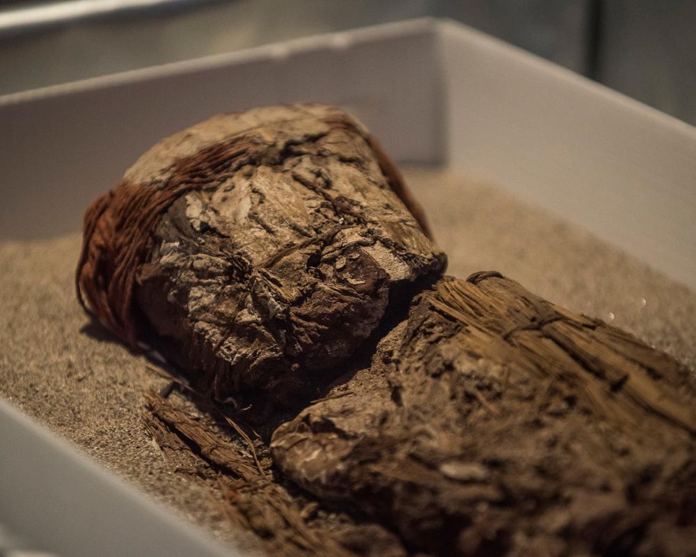 Mummy Trade Health Risks: Real Mummy's Curse Warning