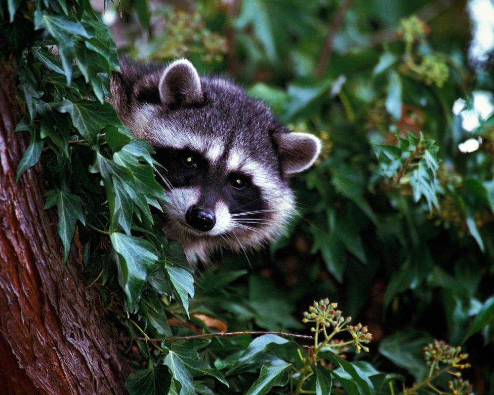 First Rabid Raccoon in Los Angeles in Over 50 Years: Health Alert