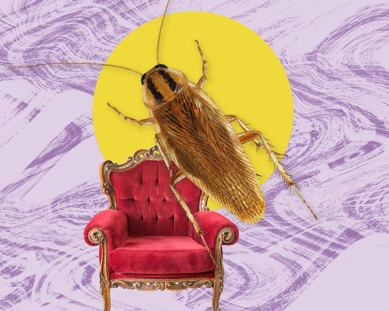 Cockroach Infestation Memories: A Lifelong Lesson in Pest Control