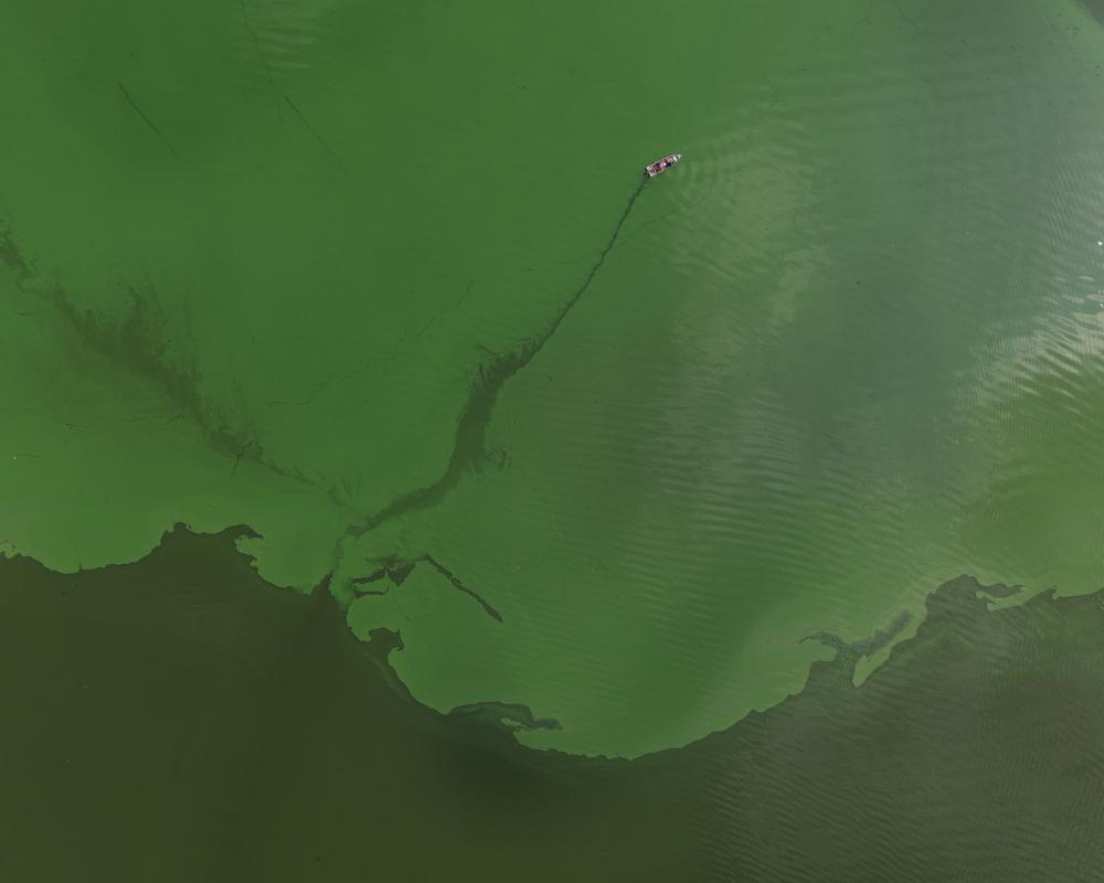 How Wildfires Trigger Algal Blooms and Dead Zones in Lakes