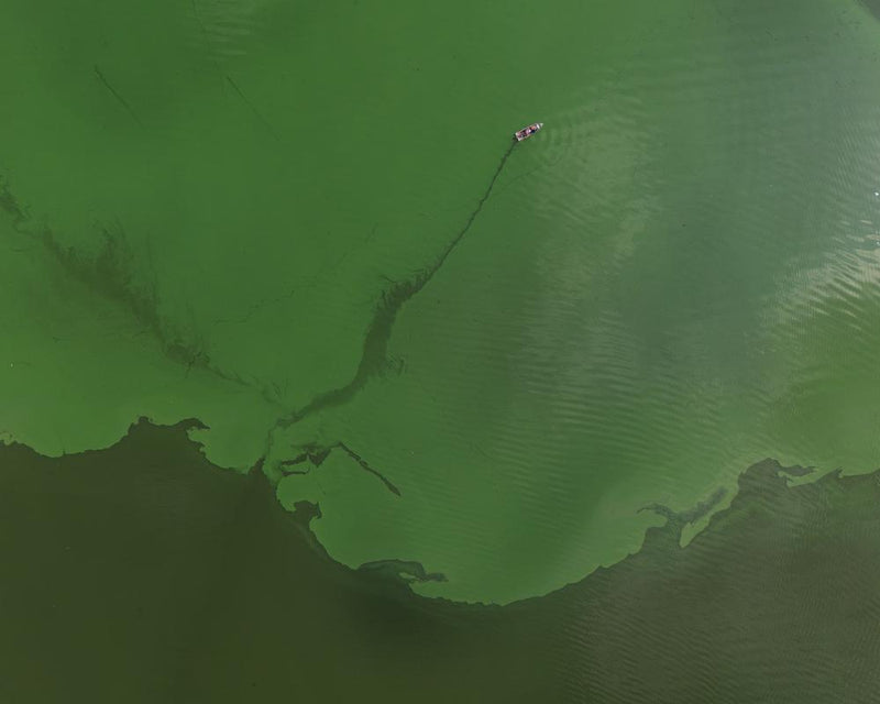 How Wildfires Trigger Algal Blooms and Dead Zones in Lakes