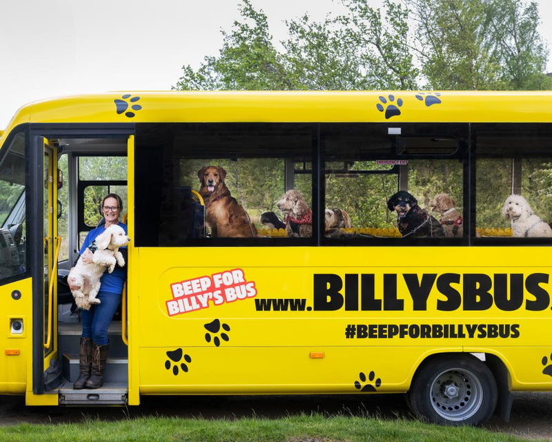 Dog Bus Driver: A Unique Career Driving Dogs to Fun