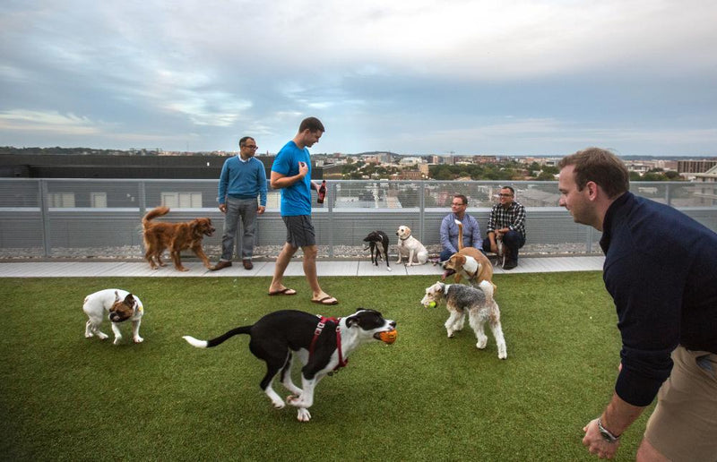 Washington DC Bans Dog Breed Restrictions for Landlords