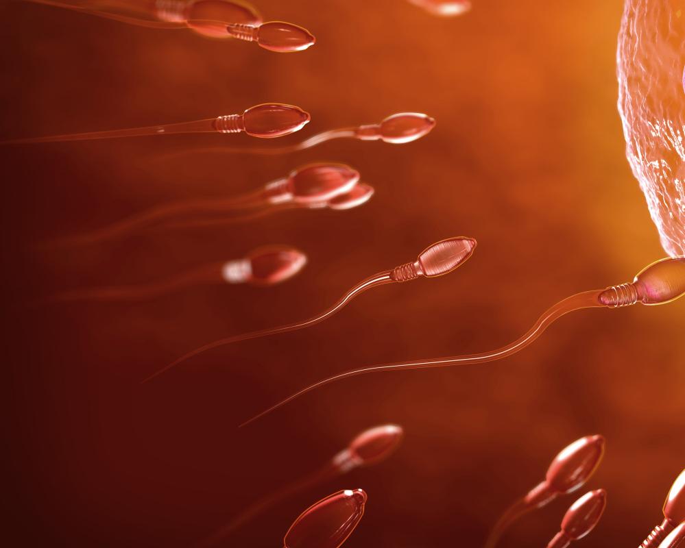 UK Teenager Receives First Testicular Tissue Transplant