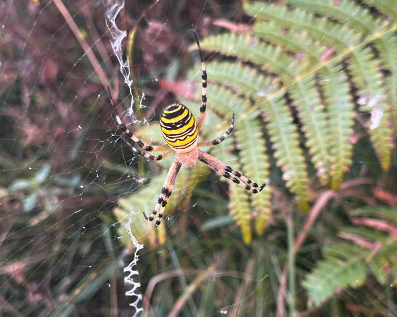 Rewilding Success: Small Farm Transforms into Wildlife Haven