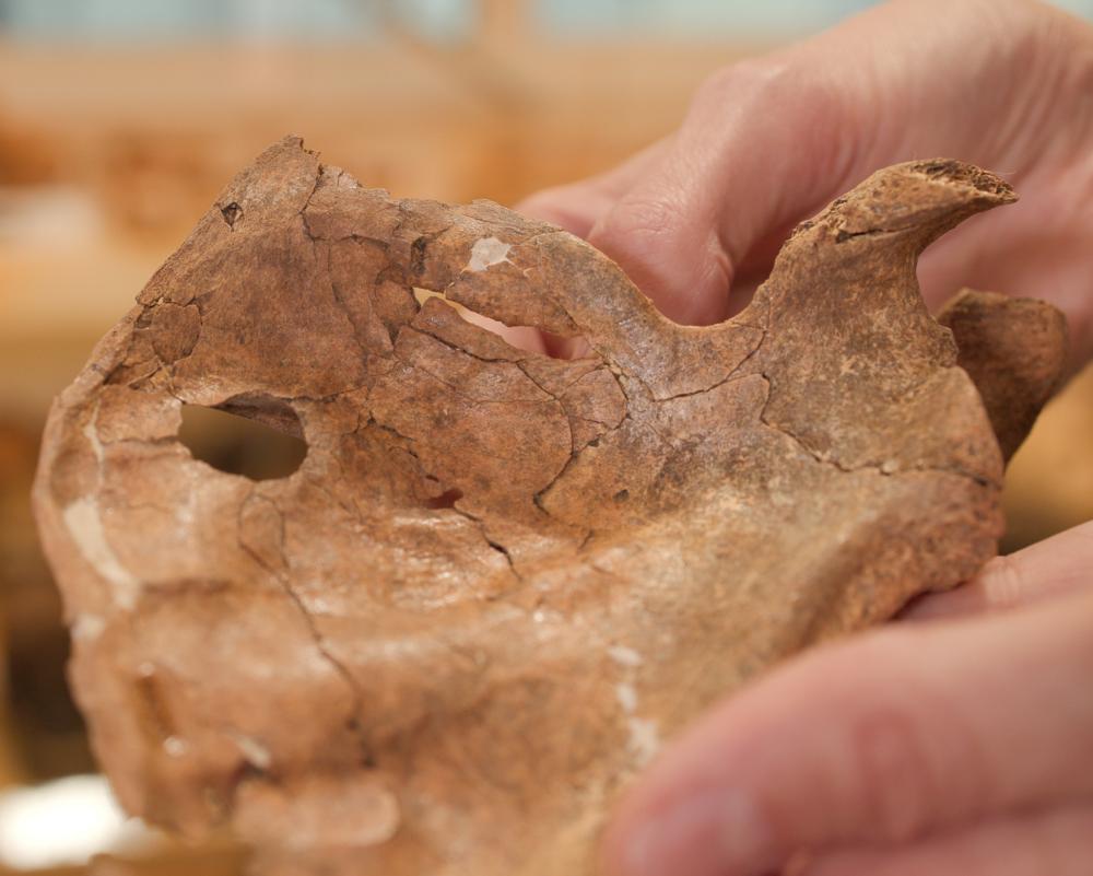 Neanderthal Spear Death May Be Earliest Human Ancestor Find