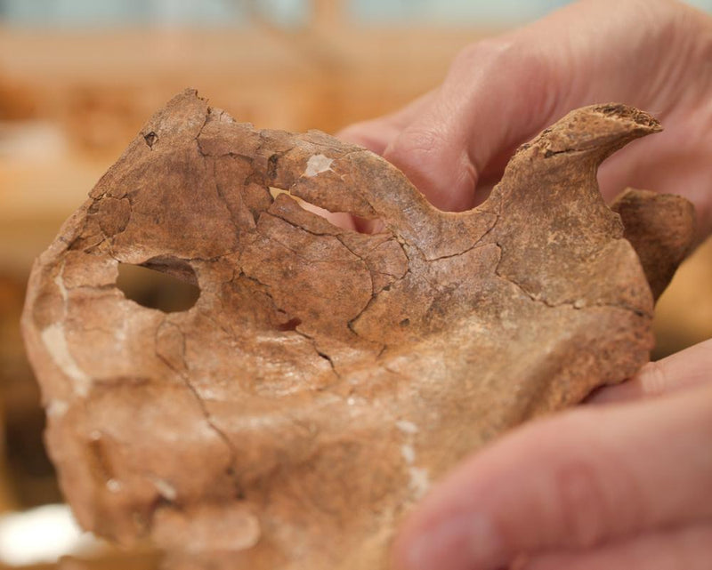 Neanderthal Spear Death May Be Earliest Human Ancestor Find
