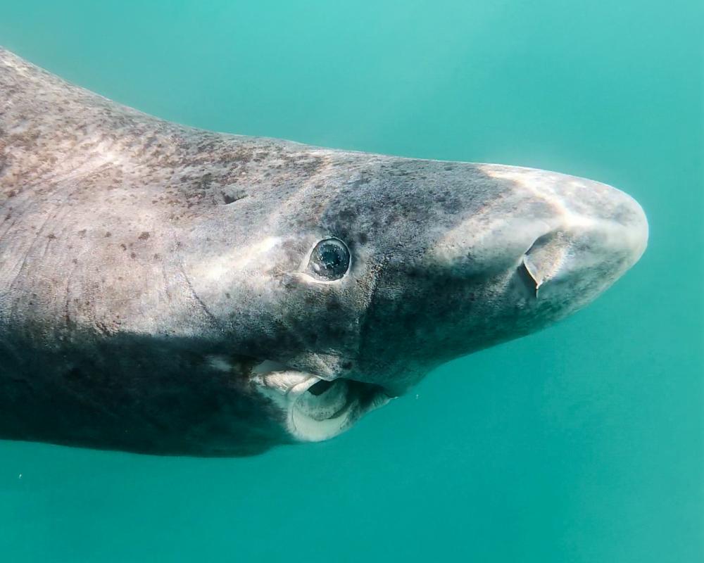 Greenland Shark Cull Debate: Fishing Industry vs Conservation