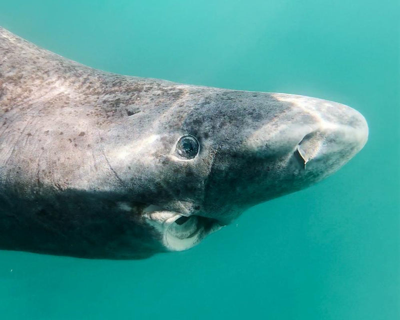 Greenland Shark Cull Debate: Fishing Industry vs Conservation