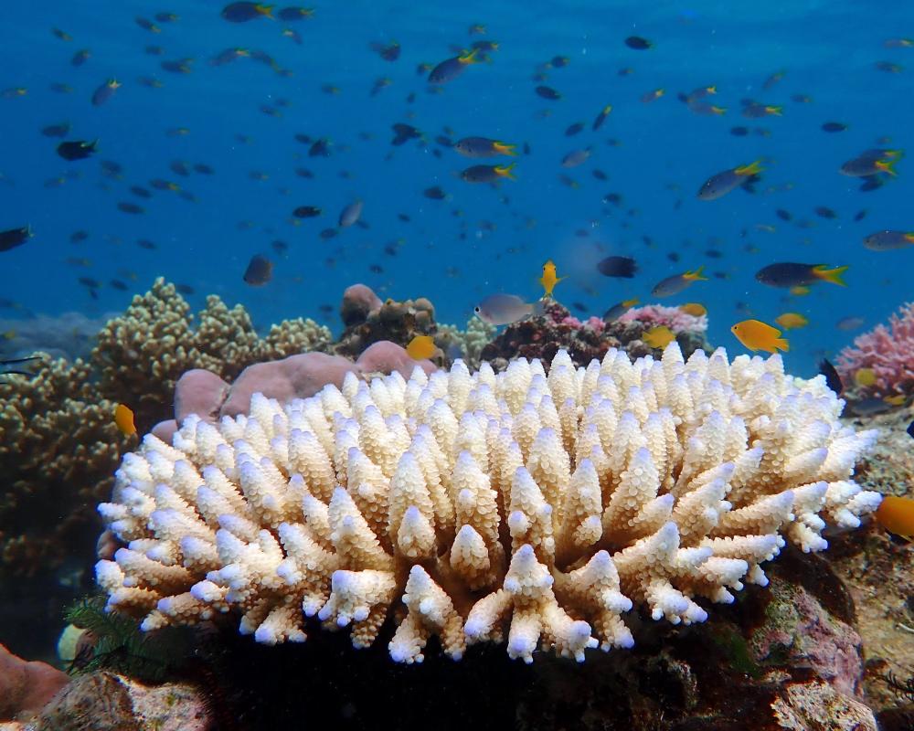 Great Barrier Reef Climate Science Debate: Facts vs Misinformation