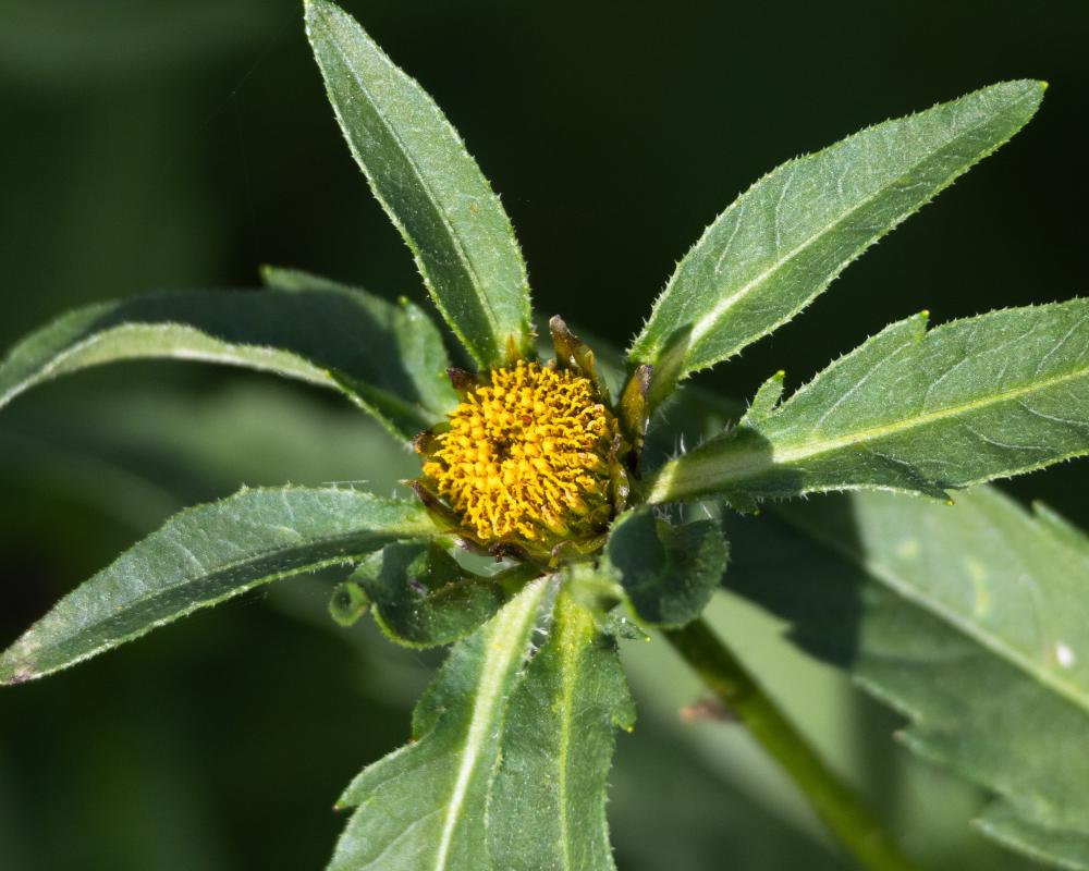 Wetland Plants Thrive: Discover the Understated Beauty of Trifid