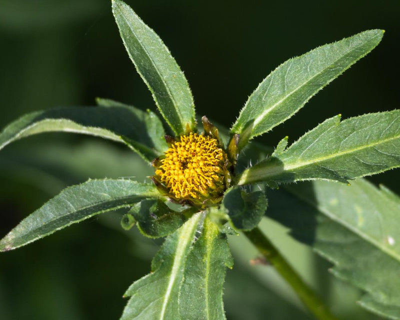 Wetland Plants Thrive: Discover the Understated Beauty of Trifid