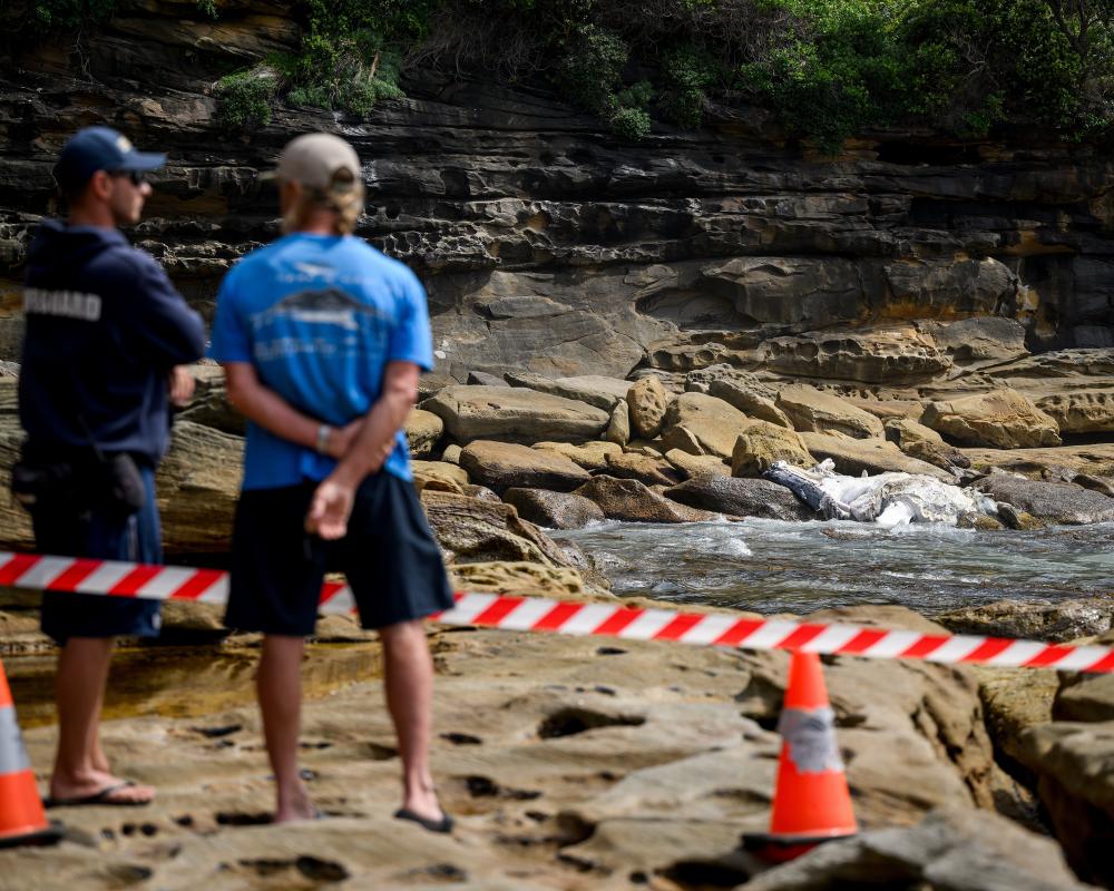 Whale Carcass at Coogee Beach: Rangers Urge Towing Out to Sea