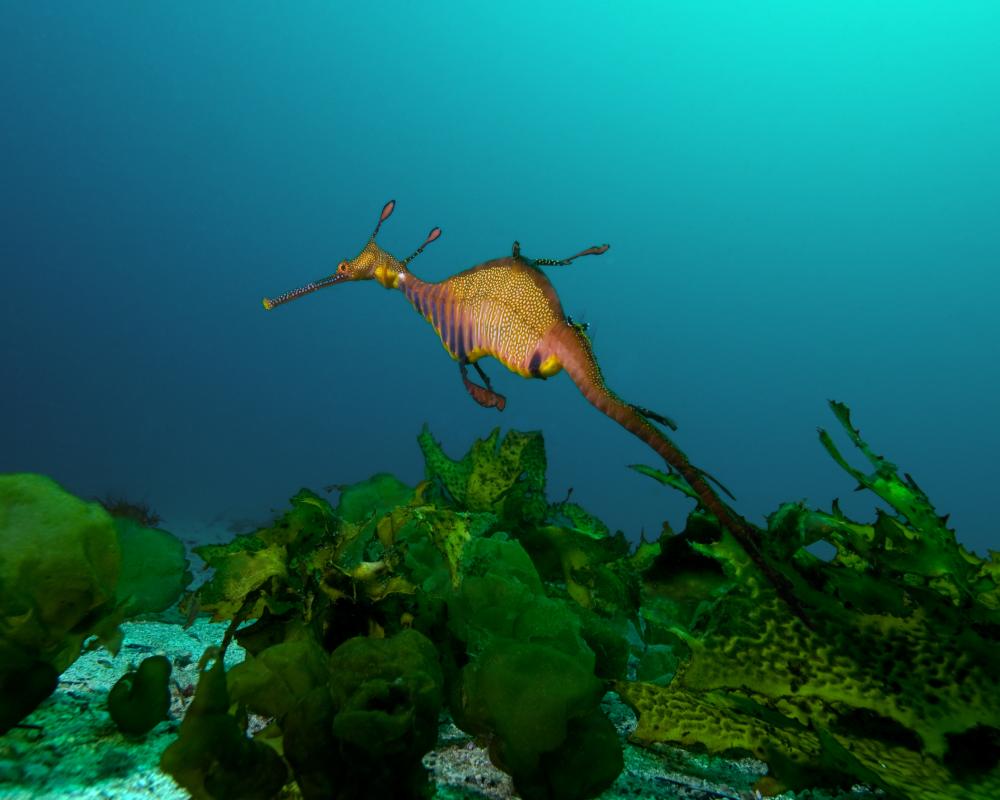 Australia's Marine Parks Fail to Protect Fragile Coastal Zones