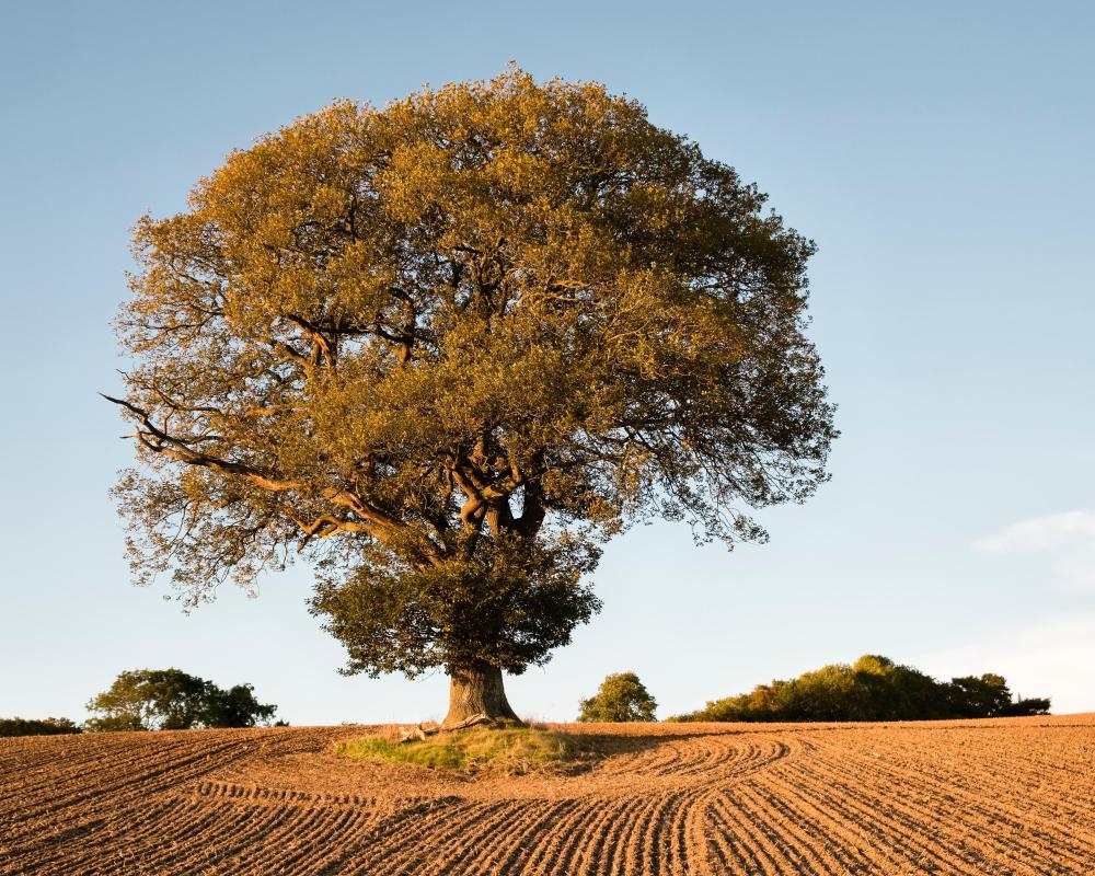 Native Plants in Drought: Why We Shouldn't Give