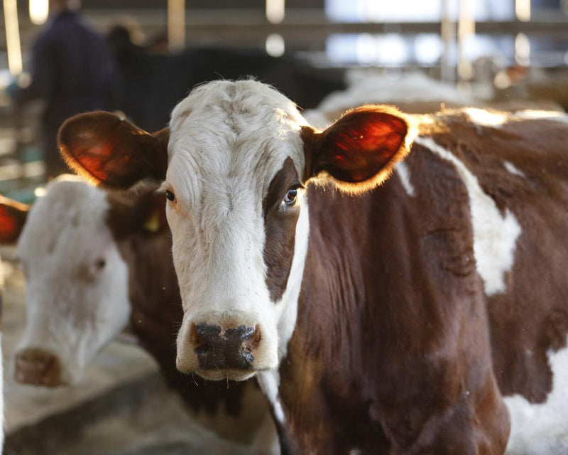 Bluetongue Outbreak 2026: Worst Season Hits British Farms