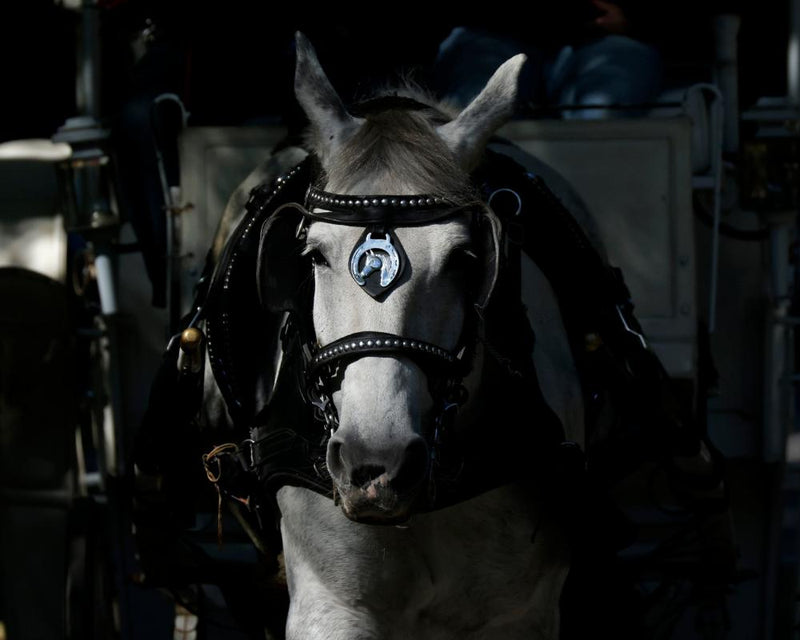 NYC Council Votes to Ban Horse-Drawn Carriages by 2028