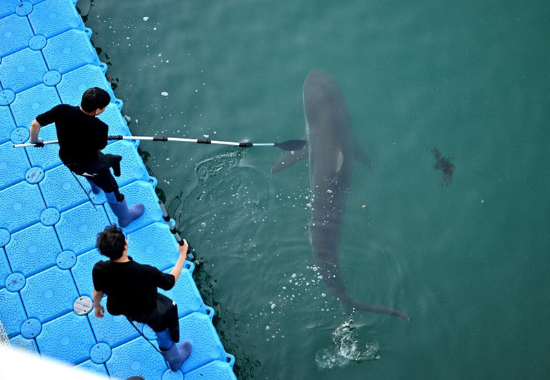 Shark Bukang-i Returns to Busan Canal After Escape Attempt