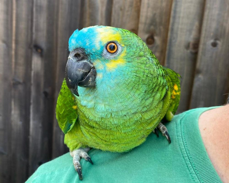 Pet Obesity in Parrots: How Bud the Parrot Lost Weight and Thrived