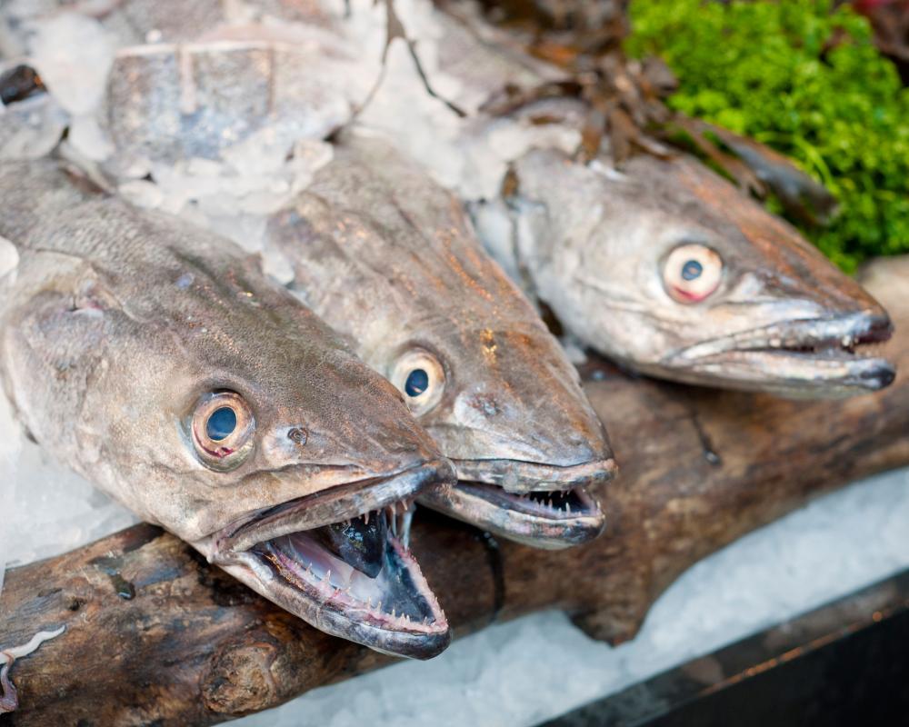 Sustainable Seafood: Avoid Hake and Coley, New Guide Urges