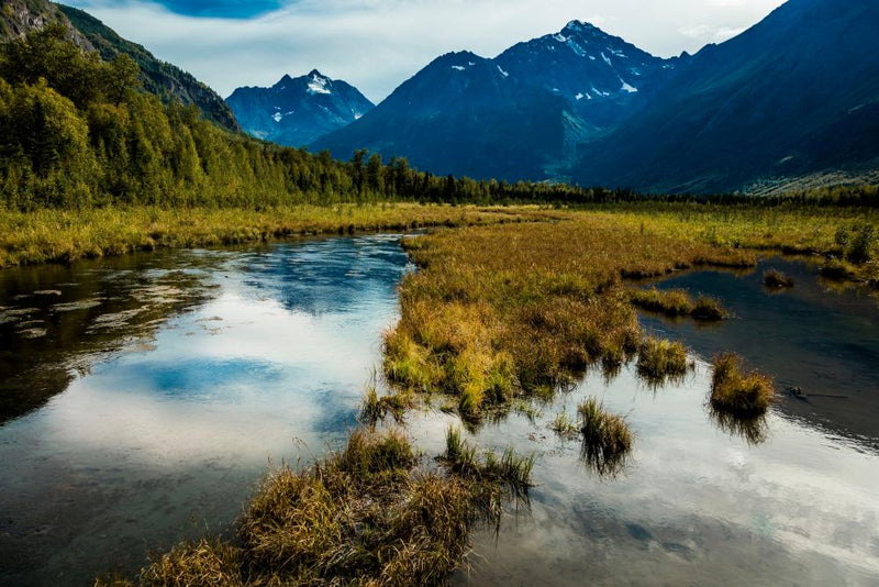 Bear Spray Saves Alaska Runner from Bear Attack