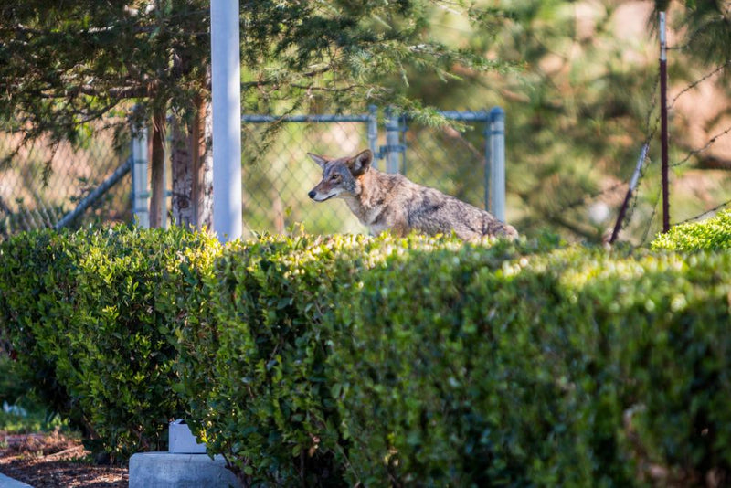 Coyote Attack in LA: Why Feeding Wildlife Is Dangerous