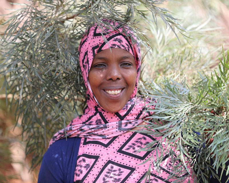 Ethiopia Reforestation: 50 Billion Trees and Climate Action
