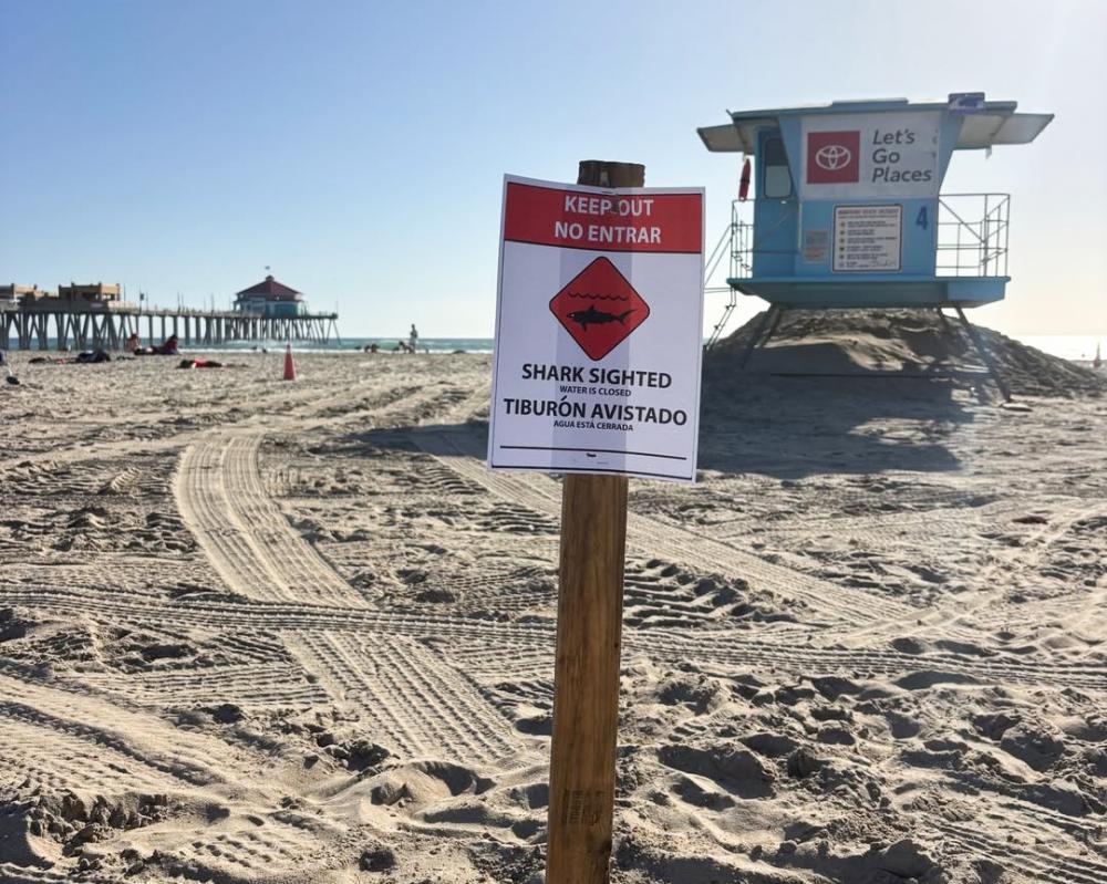 Southern California Beach Closes After Great White Shark Sighting