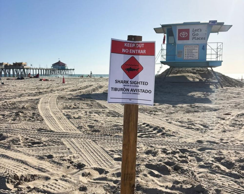Southern California Beach Closes After Great White Shark Sighting