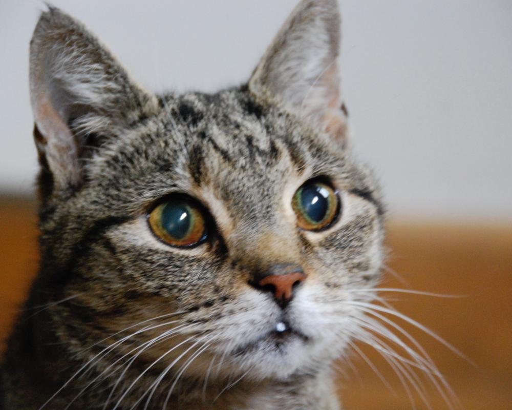 Karl the Toilet-Trained Tabby: A Memorable Pet Story
