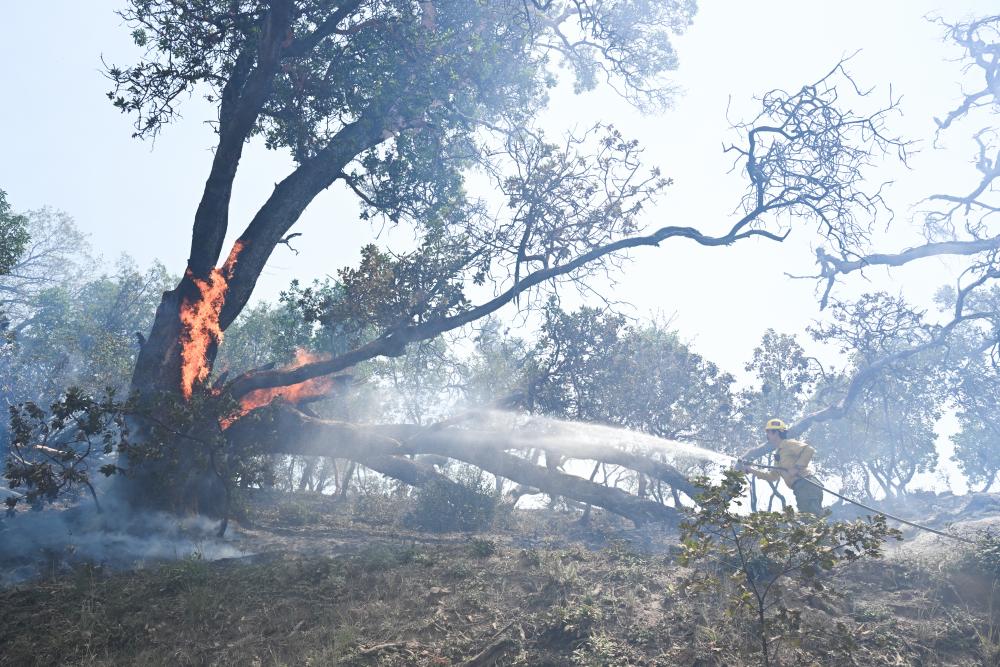 Big Sur Evacuations: Timber Fire Forces Closures and Safety Alerts