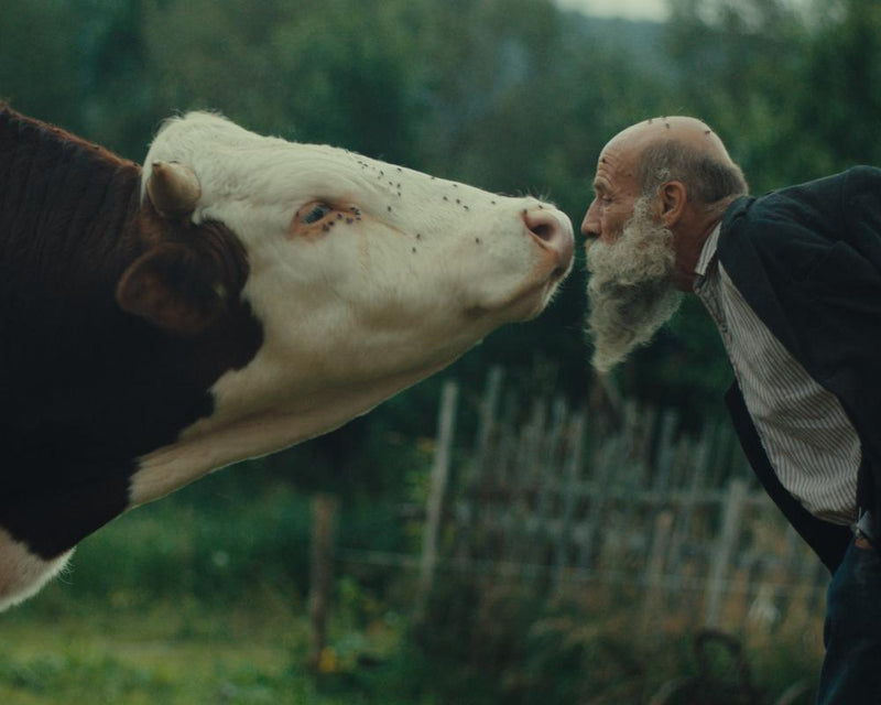 Better Go Mad in the Wild Review: Czech Twins' Spiritual Quest