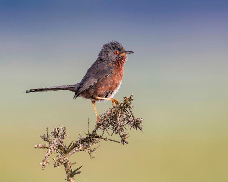 UK Wildfires Destroy Bird Habitats: Global Heating Impact