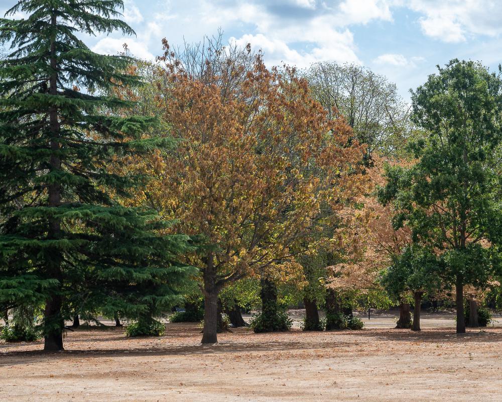 El Niño Winds Threaten England's Stressed Trees