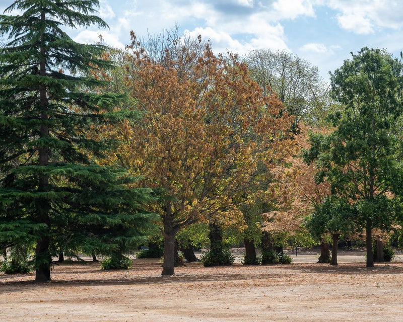 El Niño Winds Threaten England's Stressed Trees