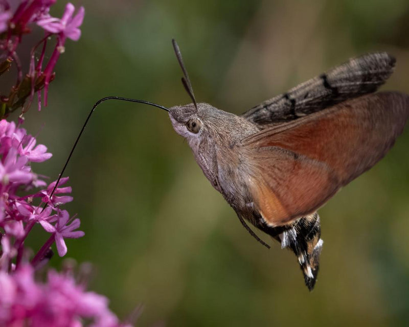 Climate Change Drives Insects Northward in a Bumper Bug Year