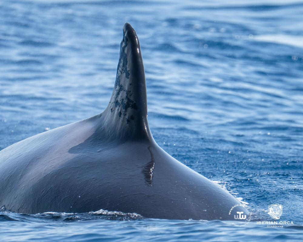 Iberian Orca Found with Gunshot Wounds Sparks Investigation