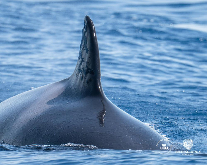 Iberian Orca Found with Gunshot Wounds Sparks Investigation