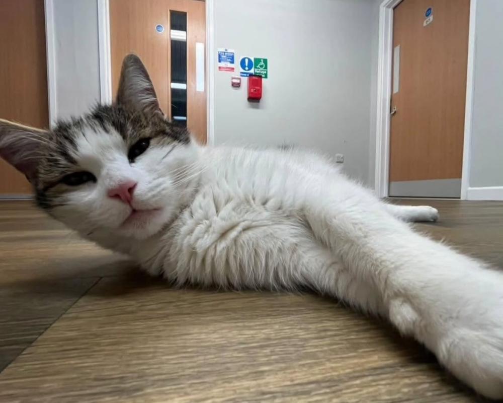 Harold the Halls Cat: How a Stray Tabby Became My University Companion