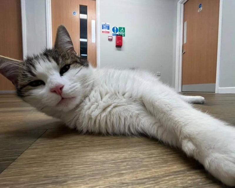 Harold the Halls Cat: How a Stray Tabby Became My University Companion