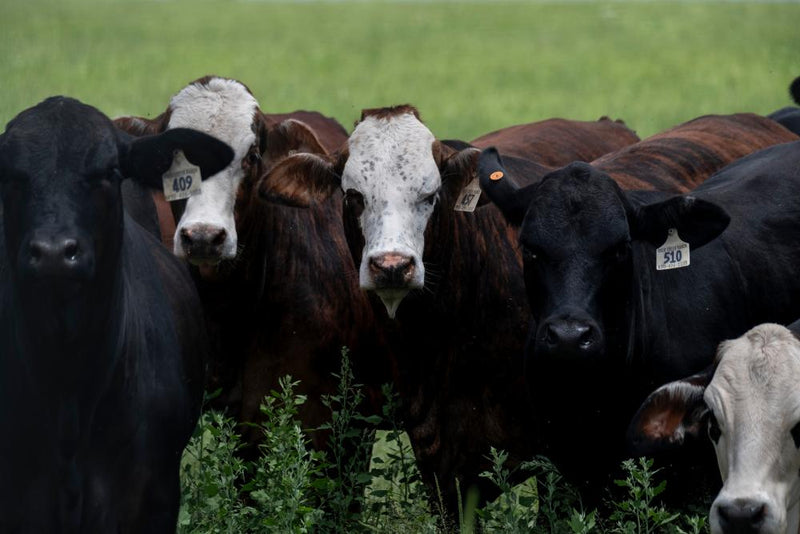 Trump Beef Tariff Pause Sparks GOP Backlash Over Imports