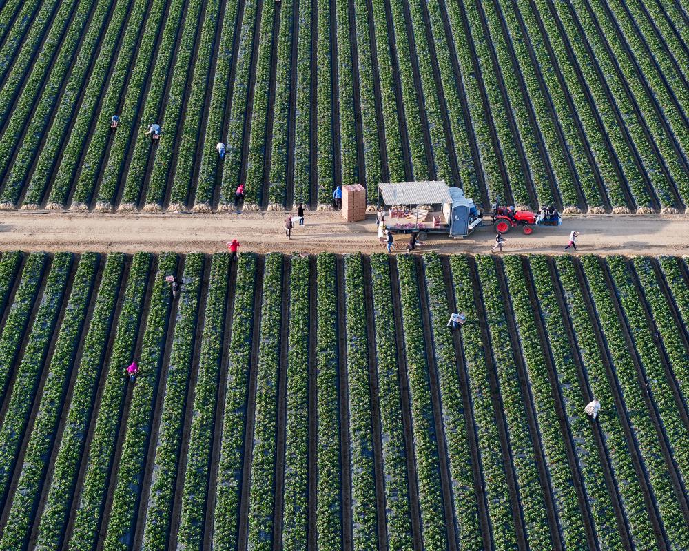 California Bans Paraquat Herbicide: Health Impact and Legal Actions
