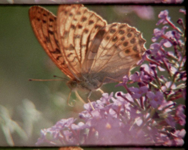 Super Nature Review: Crowd-Sourced Super 8 Film Celebrates Wildlife