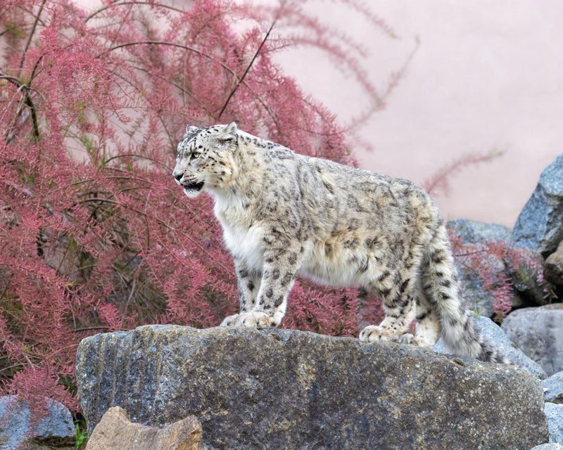 Snow Leopard Secrets Revealed in New Book Review