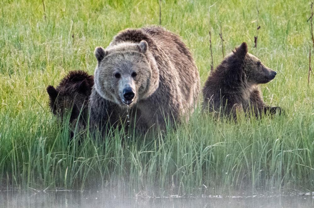 Trump Rule Allows Bear Baiting in Alaska: What It Means
