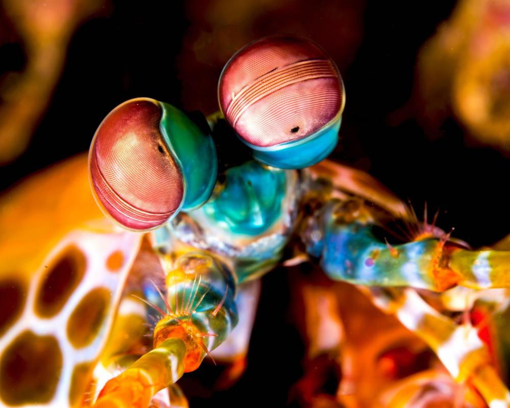 Invertebrates Facts: 6 Mind-Bending Amazing Truths