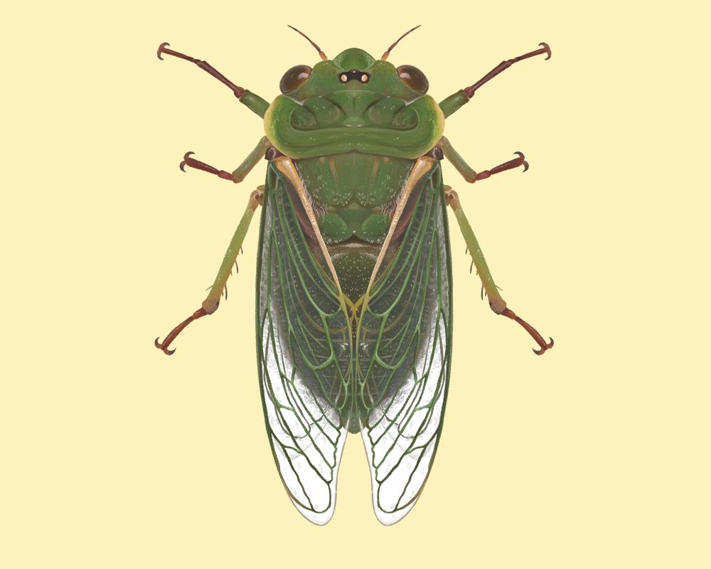 Cicada Sounds Hit 120 Decibels: Why This Insect Breaks Pain