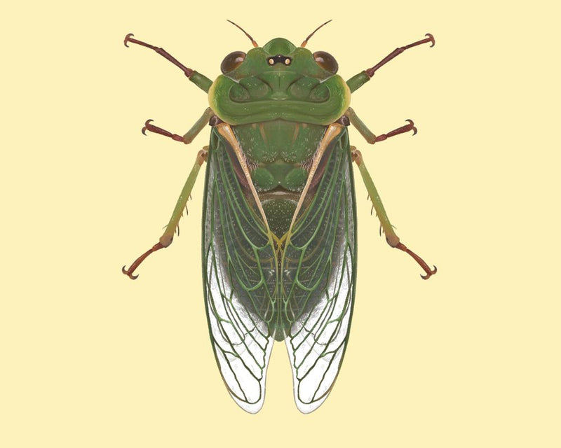Cicada Sounds Hit 120 Decibels: Why This Insect Breaks Pain