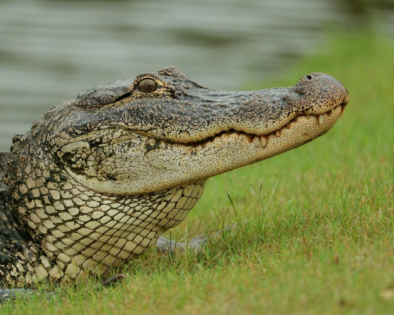 Louisiana Alligator Hunt 2024: First Recreational Season in 50 Years